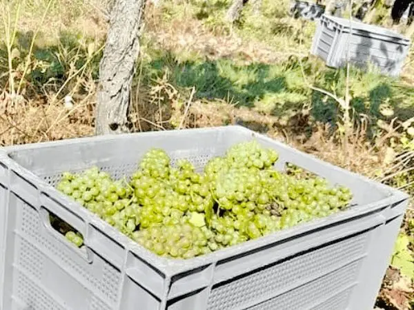 vendanges caisse de raisins blancs