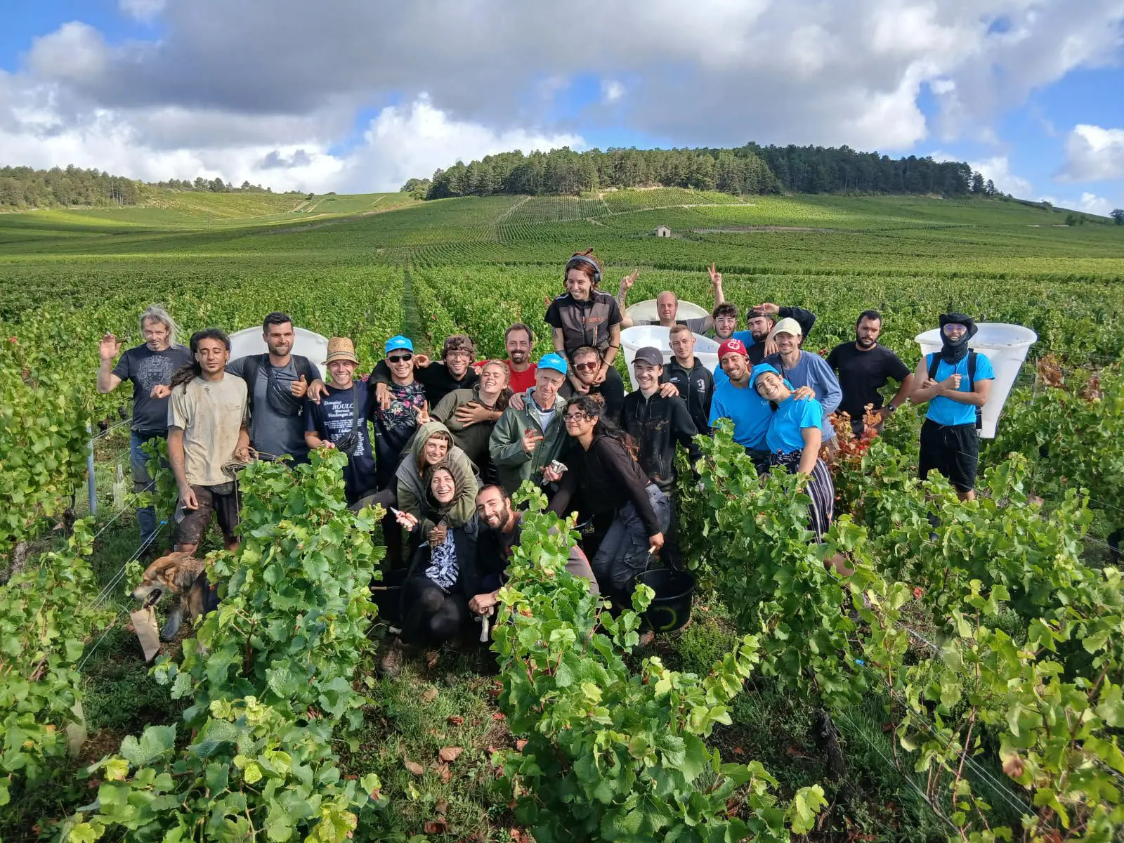 Vendangeurs 2025 dans les vignes