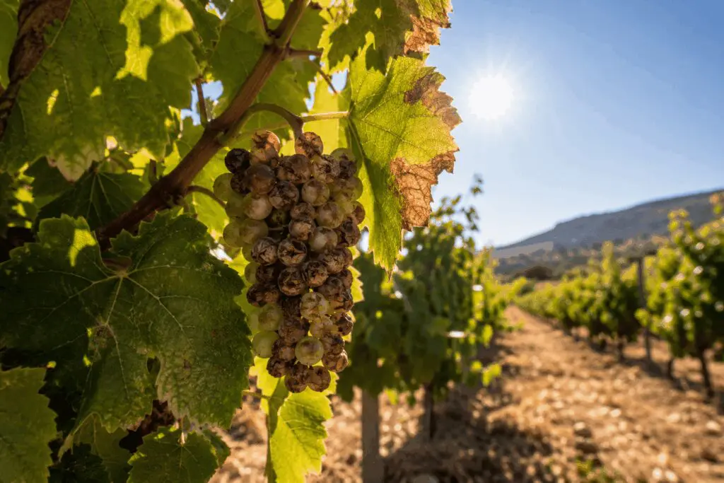 impact-canicule-raisins-brulures-soleil