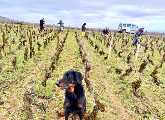 prestataires viticoles bourgognes travaillant dans les vignes avec un chien