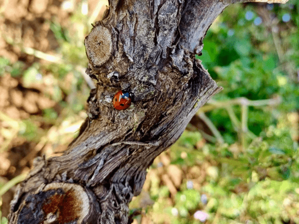 Equipe de Cœur de vigne lors des vendanges pour les travaux en vert