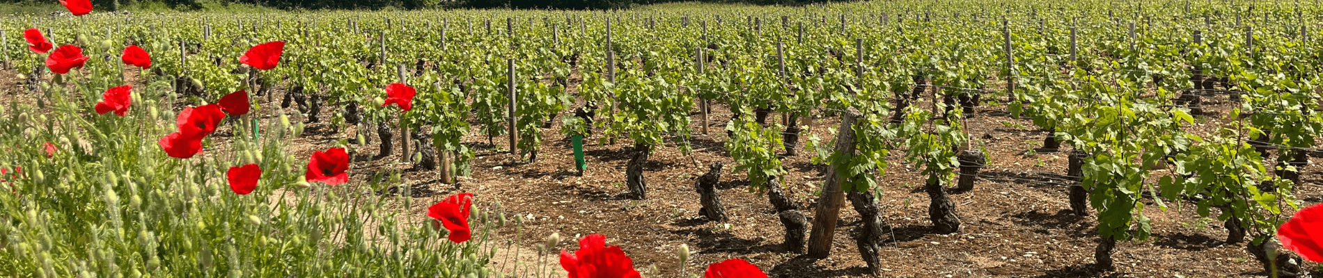 Vignes dans lesquelles interviennent les prestataires viticoles Bourgogne Coeur de Vignes