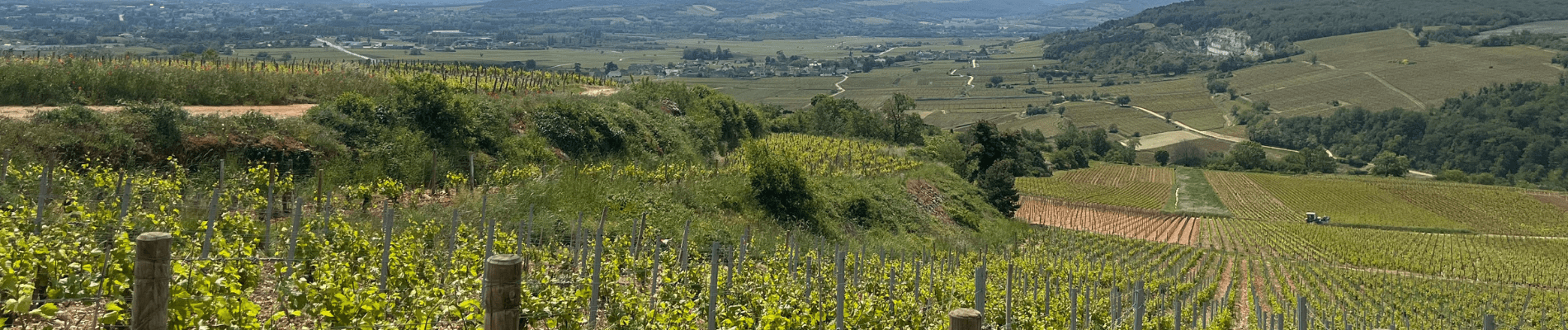 plan large de vignes où ont lieu les travaux viticoles