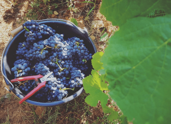 Récole des vignes lors des vendanges