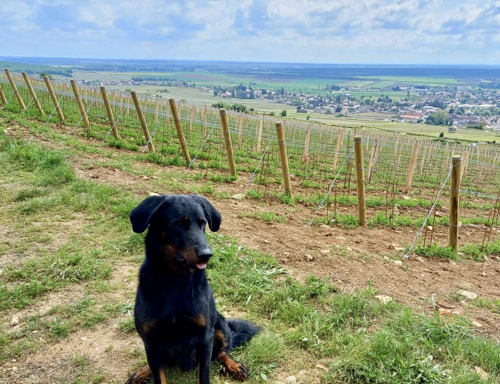 vigne pallissage et chien assis