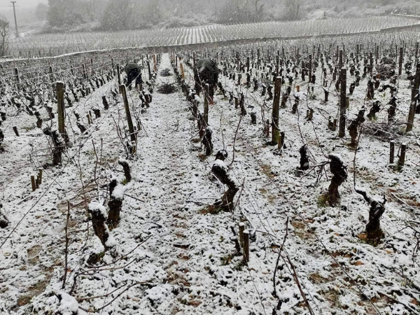 travaux d'hiver vignes sous la neige