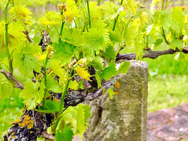 travaux en vert vignes en feuilles au printemps