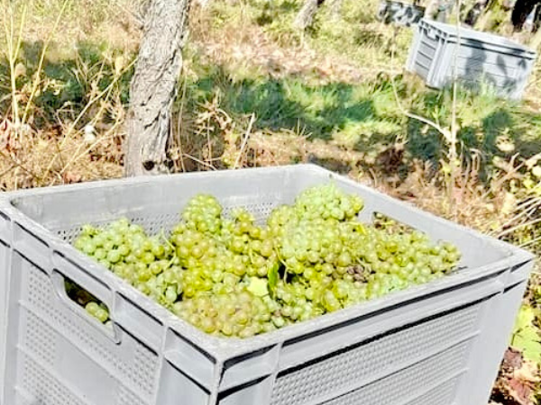 vendanges caisse de raisins blancs