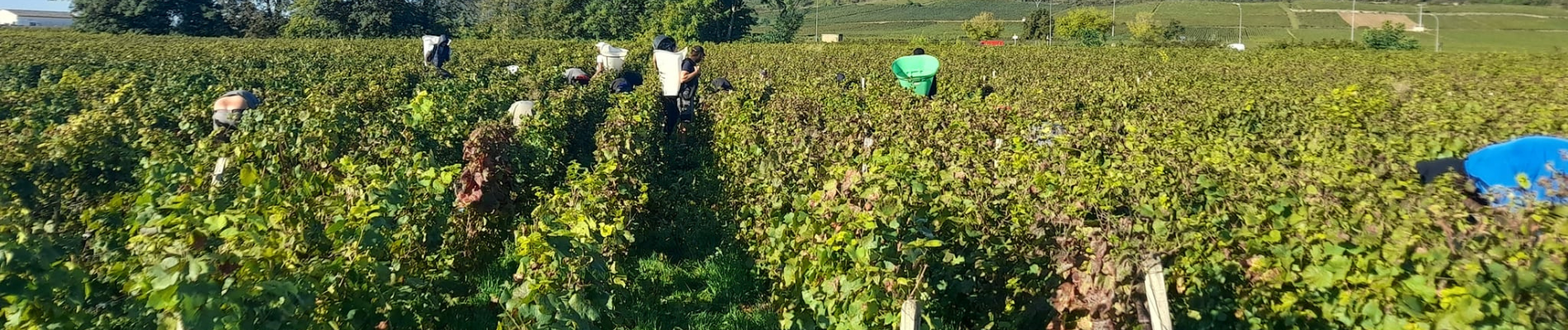 vendangeurs dans les vignes en train de travailler