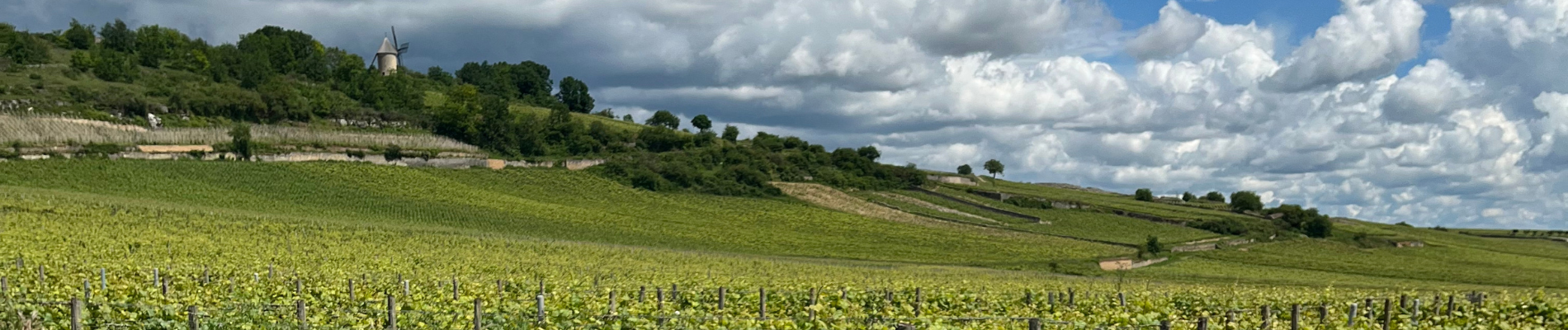 vignes avec moulin en fond