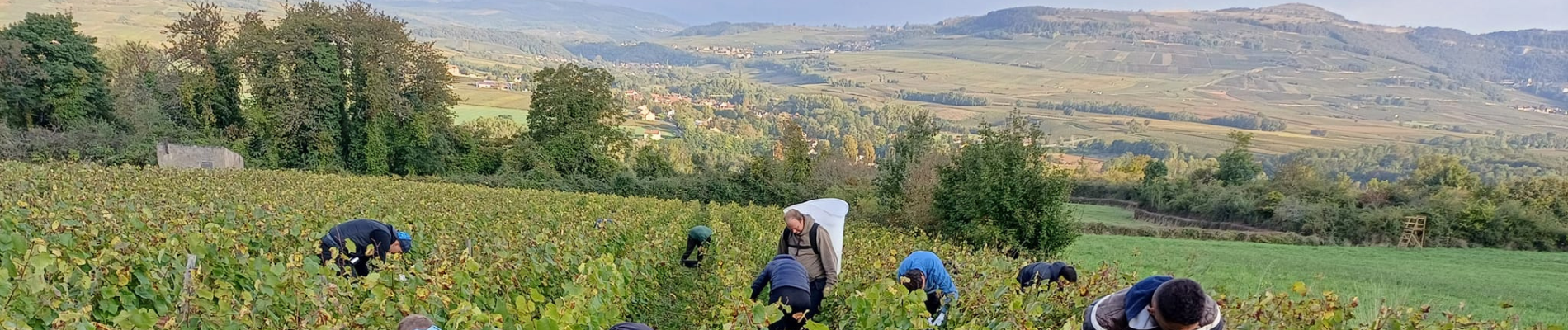 Vendangeurs 2024 en plein travail