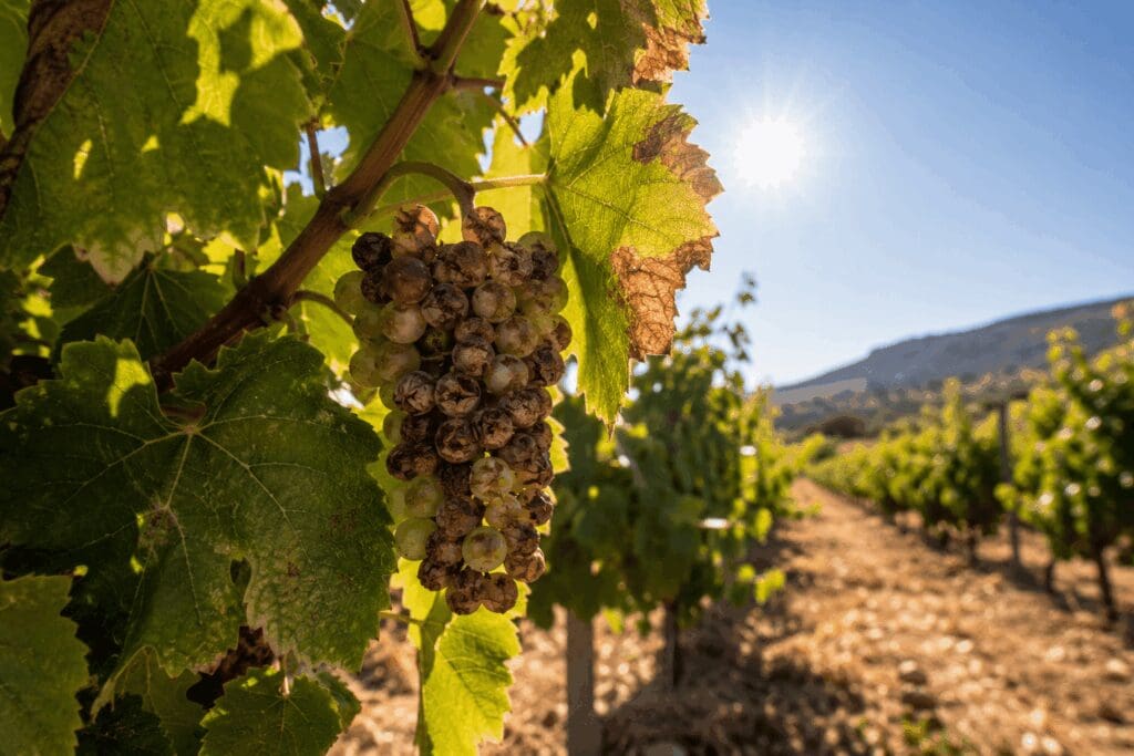 impact-canicule-raisins-brulures-soleil